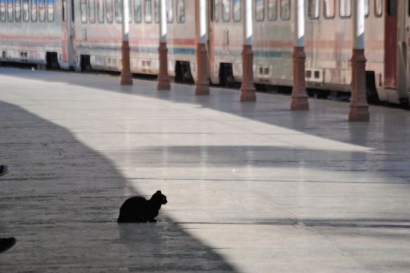 Train station cat.